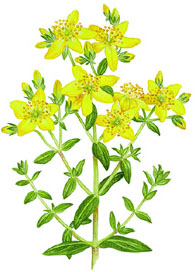Hypericum planten